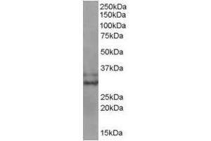 Image no. 1 for anti-Baculoviral IAP Repeat-Containing 7 (BIRC7) (C-Term) antibody (ABIN374091) (BIRC7 anticorps  (C-Term))