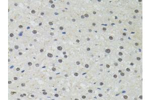 Immunohistochemistry of paraffin-embedded rat liver using PPP4C antibody.