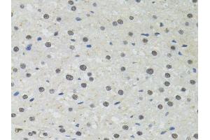 Immunohistochemistry of paraffin-embedded rat liver using PPP4C antibody. (PPP4C anticorps  (AA 1-307))