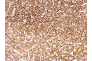 IHC-P Image O-GlcNAc transferase antibody [N1N2], N-term detects O-GlcNAc transferase protein at cytosol on mouse liver by immunohistochemical analysis.
