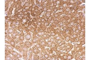 IHC-P Image O-GlcNAc transferase antibody [N1N2], N-term detects O-GlcNAc transferase protein at cytosol on mouse liver by immunohistochemical analysis. (OGT anticorps  (N-Term))