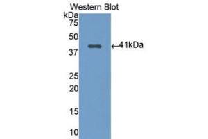 Western Blotting (WB) image for anti-Nuclear Factor kappa B2 (AA 38-343) antibody (ABIN1078411) (Nuclear Factor kappa B2 (AA 38-343) anticorps)