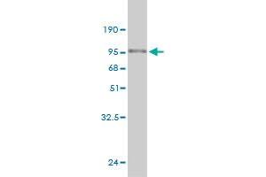 Western Blot detection against Immunogen (81.