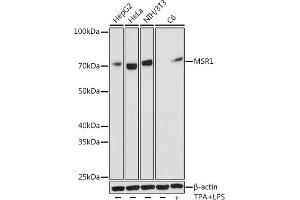 Western blot analysis of extracts of various cell lines, using MSR1 antibody (ABIN7268353) at 1:1000 dilution. (Macrophage Scavenger Receptor 1 anticorps)