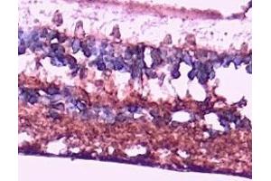 ABIN570667 (2. (ARR3 anticorps  (C-Term))