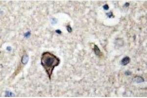 Immunohistochemistry (IHC) analyzes of TWEAK antibody in paraffin-embedded human brain tissue. (TWEAK anticorps)