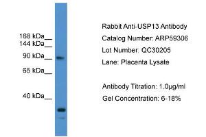 WB Suggested Anti-USP13  Antibody Titration: 0. (USP13 anticorps  (N-Term))