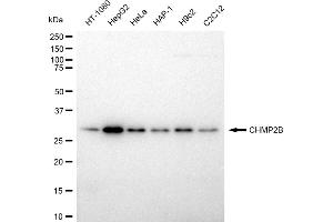 Western blotting analysis using CHMP2B antibody (ABIN7798031). (Recombinant CHMP2B anticorps)