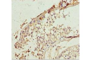 Immunohistochemistry of paraffin-embedded human testis tissue using ABIN7151912 at dilution of 1:100 (LCN6 anticorps  (AA 21-163))