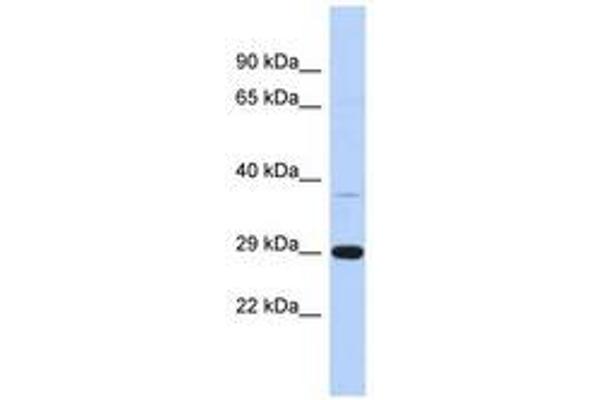 C1ORF74 抗体  (AA 35-84)