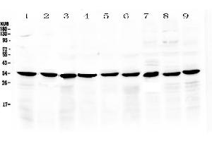 COPE anticorps  (AA 80-308)