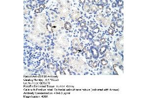 Human kidney (ZBTB9 anticorps  (N-Term))