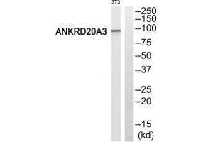 Western blot analysis of extracts from 3T3 cells, using ANKRD20A3 antiobdy. (ANKRD20A3 anticorps)