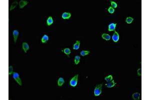 Immunofluorescent analysis of Ntera-2 cells using ABIN7165823 at dilution of 1:100 and Alexa Fluor 488-congugated AffiniPure Goat Anti-Rabbit IgG(H+L) (TTLL8 anticorps  (AA 671-822))