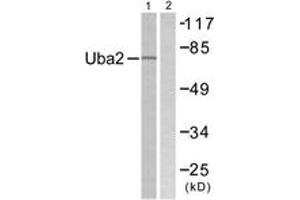 Western blot analysis of extracts from 293 cells, treated with UV 5', using Uba2 Antibody. (UBA2 anticorps  (AA 591-640))