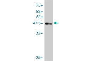 Western Blot detection against Immunogen (46. (NSG1 anticorps  (AA 1-185))