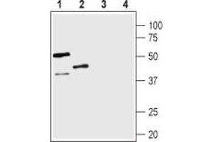 Western blot analysis of rat lung (lanes 1 and 3) and mouse kidney (lanes 2 and 4) lysates: - 1,2. (AVPR1B anticorps  (C-Term, Intracellular))