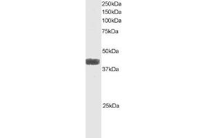ABIN184656 staining (1µg/ml) of Raji lysate (RIPA buffer, 35µg total protein per lane). (ATF4 anticorps  (C-Term))