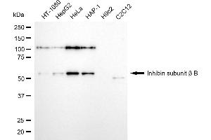 Western blotting analysis using inhibin subunit beta B antibody (ABIN7800941).