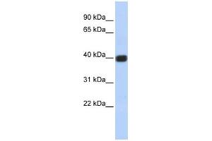 GJD2 antibody used at 1 ug/ml to detect target protein. (GJD2 anticorps  (Middle Region))