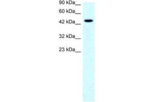 Western Blotting (WB) image for anti-Solute Carrier Family 17 (Anion/Sugar Transporter), Member 2 (SLC17A2) antibody (ABIN2460814) (SLC17A2 anticorps)