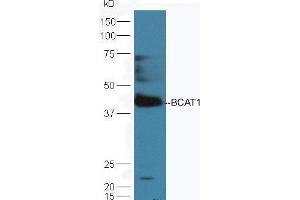 Mouse brain lysates probed with Rabbit Anti-BCAT1 Polyclonal Antibody  at 1:5000 90min in 37˚C. (BCAT1 anticorps  (AA 321-386))