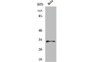 Western Blot analysis of MCF7 cells using MRP-L15 Polyclonal Antibody (MRPL15 anticorps  (Internal Region))