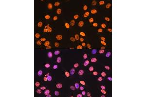Immunofluorescence analysis of NIH-3T3 cells using KHDRBS1/KHDRBS1/Sam68 Rabbit mAb (ABIN1680037, ABIN3018237, ABIN3018238 and ABIN7101585) at dilution of 1:100 (40x lens).