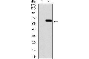 Western blot analysis using CALB2 mAb against HEK293 (1) and CALB2 (AA: 1-271)-hIgGFc transfected HEK293 (2) cell lysate. (Calretinin anticorps  (AA 1-271))