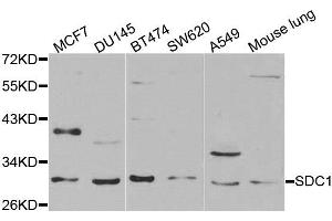 Western blot analysis of extracts of various cell lines, using SDC1 antibody. (Syndecan 1 anticorps)