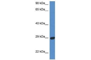 Western Blot showing STX2 antibody used at a concentration of 1 ug/ml against Fetal Heart Lysate (STX2 anticorps  (N-Term))