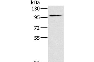 Western Blot analysis of Mouse heart tissue using KCNQ5 Polyclonal Antibody at dilution of 1:500 (KCNQ5 anticorps)
