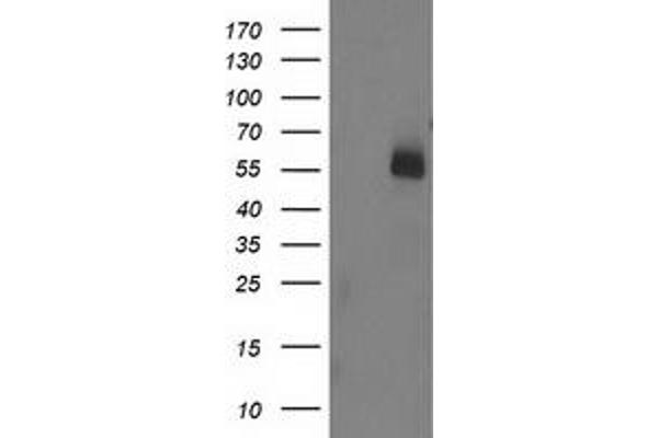 UBOX5 anticorps  (AA 1-130, AA 419-487)