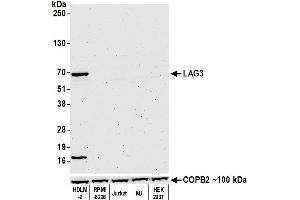 Western Blotting (WB) image for anti-Lymphocyte-Activation Gene 3 (LAG3) (AA 500-525) antibody (ABIN7454036)