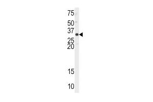 Western blot analysis of anti-EX1 Antibody (N-term) 2849a in Hela cell line lysates (35 μg/lane).