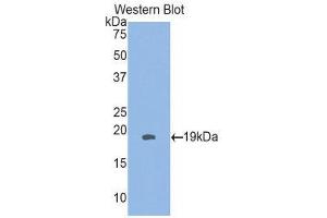 Western Blotting (WB) image for anti-Heat Shock 27kDa Protein 3 (HSPB3) (AA 1-150) antibody (ABIN1859224)