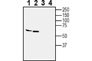 anti-Immunoglobulin Superfamily, Member 8 (IGSF8) (AA 227-242), (Extracellular) antibody