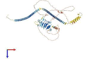 AlphaFold protein structure predicition of Human Recombinant CEP72 Protein, UniprotID Q9P209