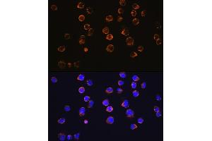 Immunofluorescence analysis of Jurkat cells using CD27 Rabbit mAb (ABIN7266175) at dilution of 1:100 (40x lens). (CD27 anticorps)