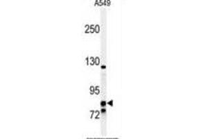 Western blot analysis of NR3C1 Antibody (C-term) (ABIN651060 and ABIN2840054) in A549 cell line lysates (35 μg/lane). (Glucocorticoid Receptor anticorps  (C-Term))