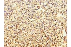 Immunohistochemistry of paraffin-embedded human spleen tissue using ABIN7154651 at dilution of 1:100 (MCF2L anticorps  (AA 850-980))