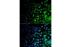 anti-Ubiquitin-Like Modifier Activating Enzyme 6 (UBA6) (AA 1-260) antibody