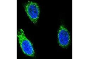 Confocal immunofluorescent analysis of RNH1 Antibody (C-term) (Cat#AP53697PU-N) with 293 cell followed by Alexa Fluor 488-conjugated goat anti-rabbit lgG (green). (RNH1 anticorps  (C-Term))