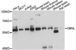 Western blot analysis of extracts of various cell lines, using DBNL antibody. (DBNL anticorps)