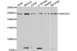 Western blot analysis of extracts of various cell lines, using SMCHD1 antibody (ABIN5974343) at 1/1000 dilution. (SMCHD1 anticorps)