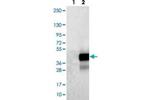 Western blot analysis of Lane 1: Negative control (vector only transfected HEK293T lysate). (Chromosome 1 Open Reading Frame 190 (C1orf190) anticorps)