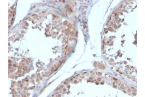 Formalin-fixed, paraffin-embedded human testis stained with Follistatin Mouse Monoclonal Antibody (FST/4281). (Follistatin anticorps)