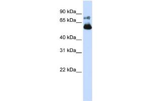 WB Suggested Anti-VISA Antibody Titration:  0. (MAVS anticorps  (N-Term))
