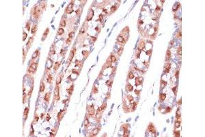 Immunohistochemistry of paraffin-embedded Human stomach using UBE2O Polyclonal Antibody at dilution of 1:100 (40x lens). (UBE2O anticorps)