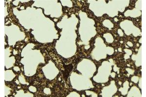 ABIN6276289 at 1/100 staining Mouse lung tissue by IHC-P. (ATF6 anticorps  (Internal Region))